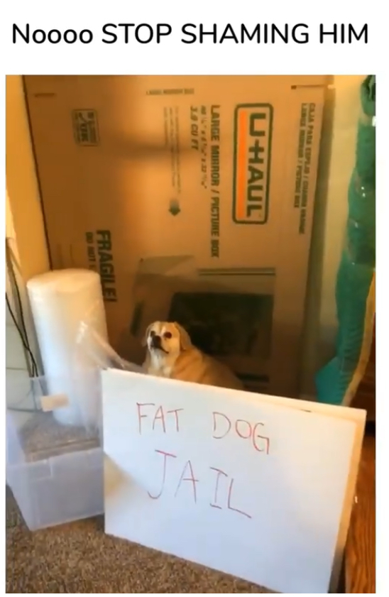 dog - Noooo Stop Shaming Him Large Mirror Picture Box Uhaul Fragile Fat Dog Jail