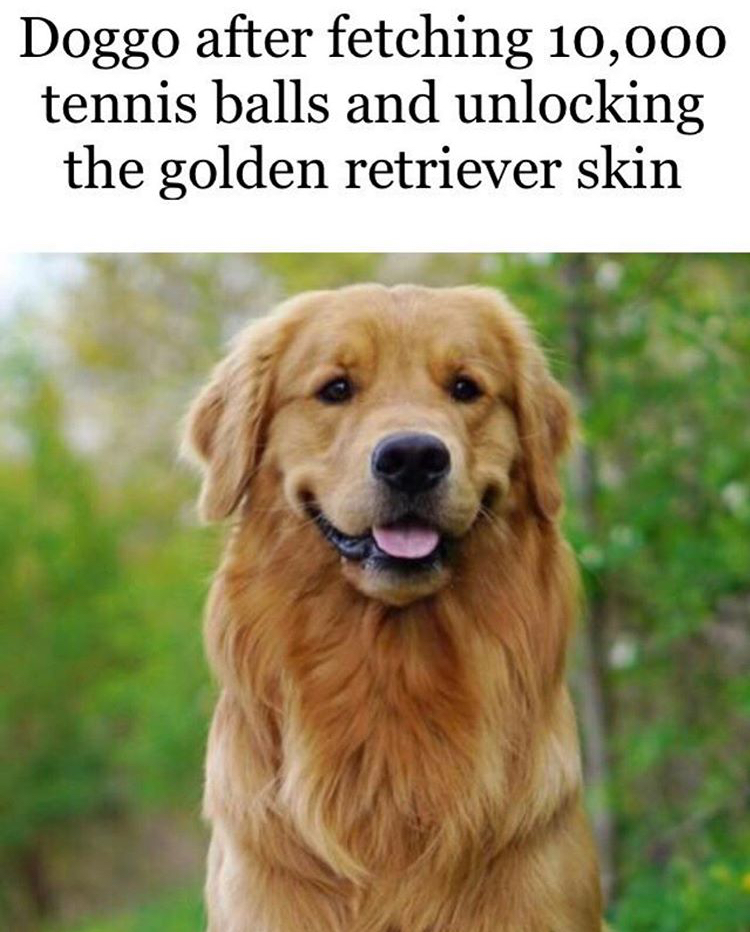 golden retriever - Doggo after fetching 10,000 tennis balls and unlocking the golden retriever skin