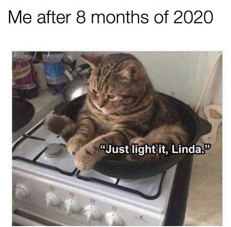 derpy cat - Me after 8 months of 2020 hu "Just light it, Linda."