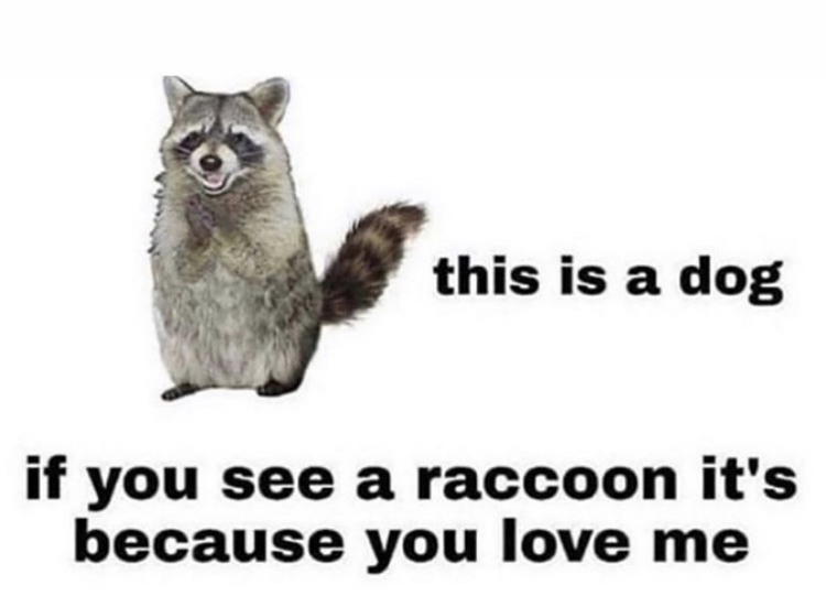 raccoon - this is a dog if you see a raccoon it's because you love me