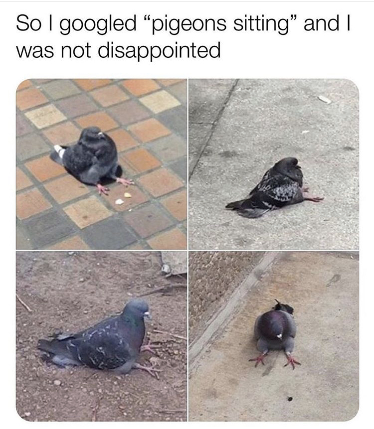 sitting pigeon mood - So I googled pigeons sitting" and I was not disappointed