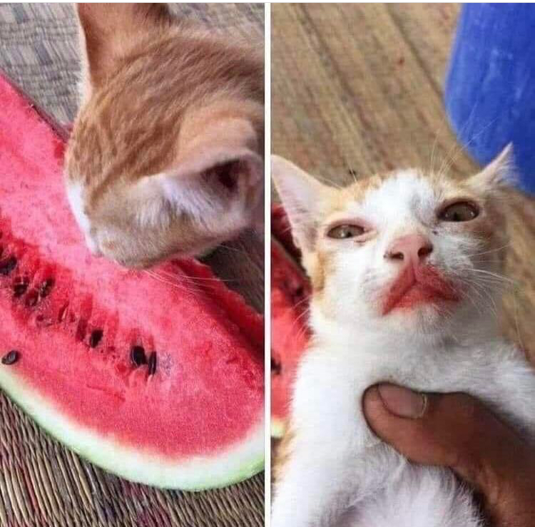 cat eating watermelon twitter