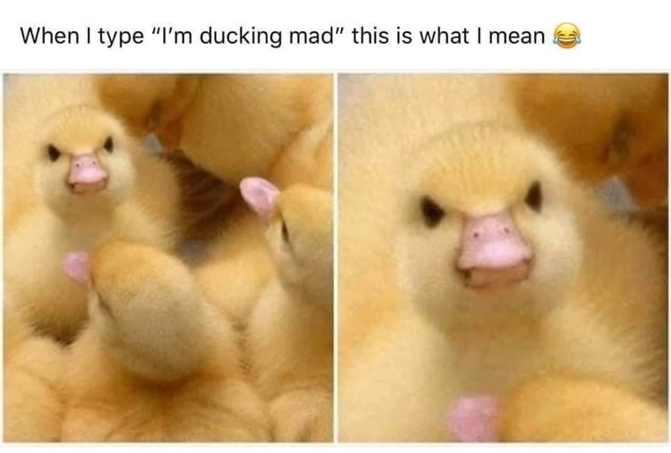 ducking mad meme - When I type "I'm ducking mad" this is what I mean