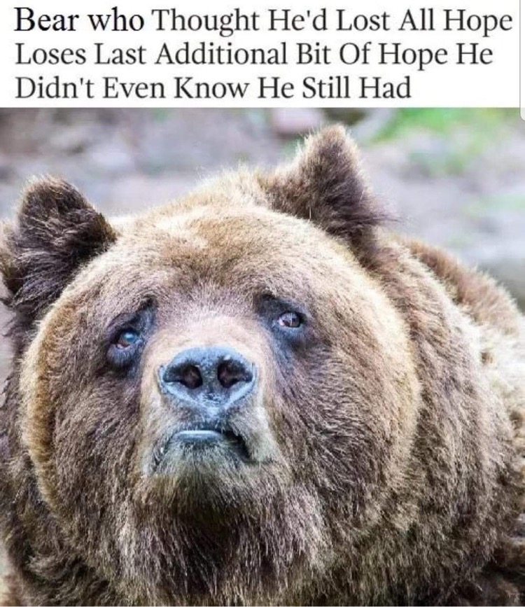 bear who thought he lost all hope - Bear who Thought He'd Lost All Hope Loses Last Additional Bit Of Hope He Didn't Even Know He Still Had