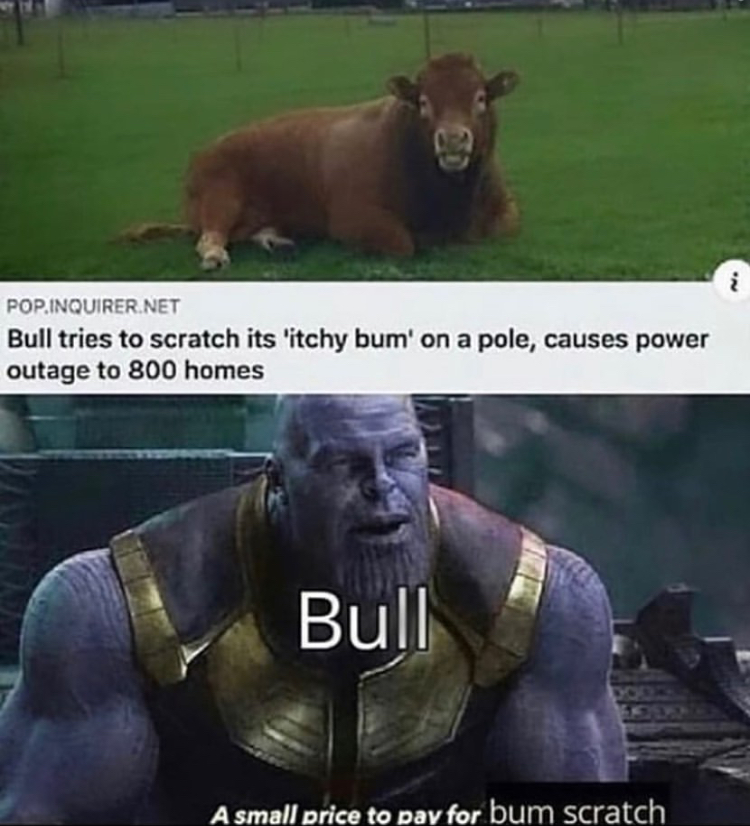 dark memes - Pop Inquirer.Net Bull tries to scratch its 'itchy bum' on a pole, causes power outage to 800 homes Bull A small price to pay for bum scratch