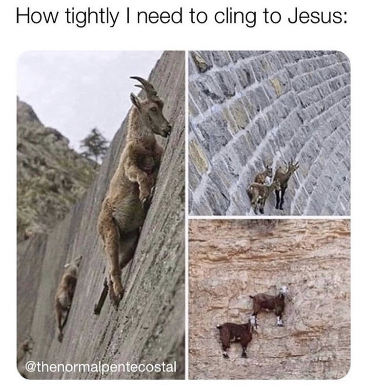 goat memes - How tightly I need to cling to Jesus