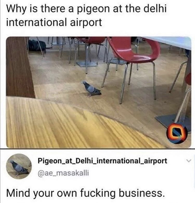 pigeon at delhi airport - Why is there a pigeon at the delhi international airport Pigeon_at_Delhi_international_airport Mind your own fucking business.