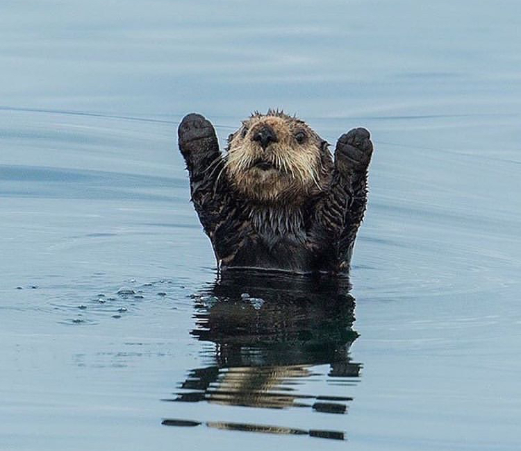 otter hands up