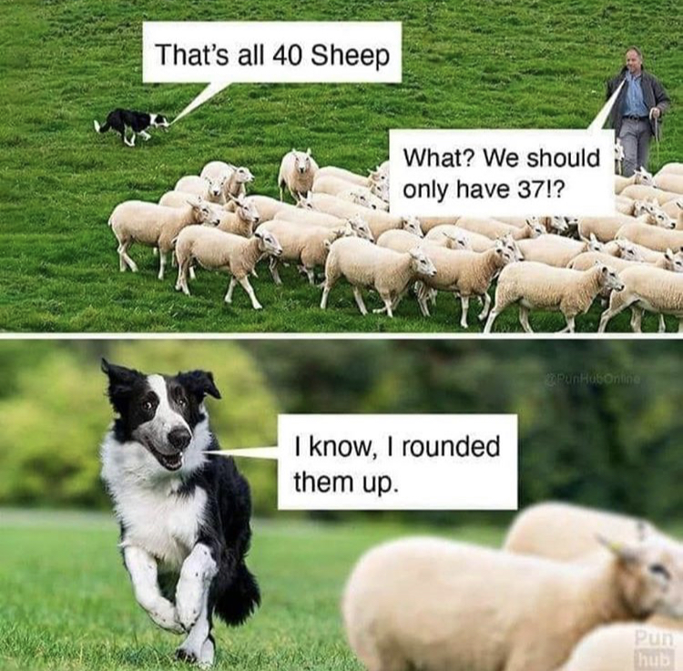 funny memes - rounded them up meme - That's all 40 Sheep What? We should only have 37!? I know, I rounded them up. hub