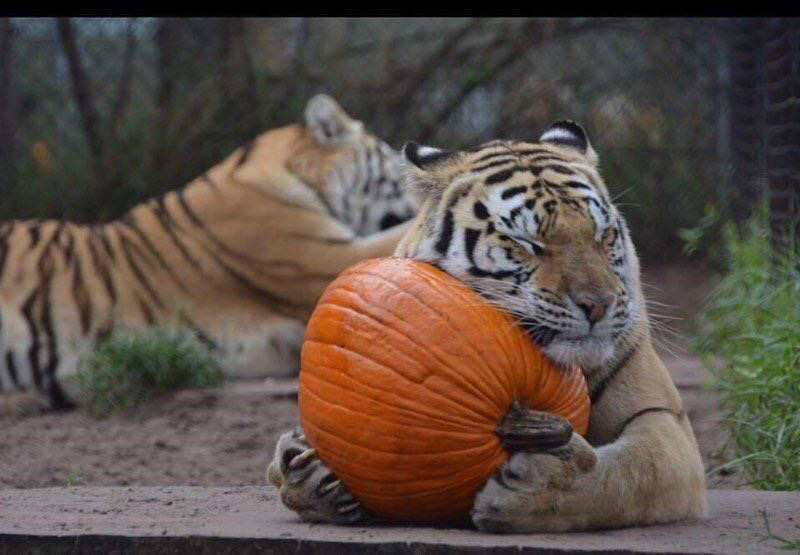 funny memes - tiger with pumpkin