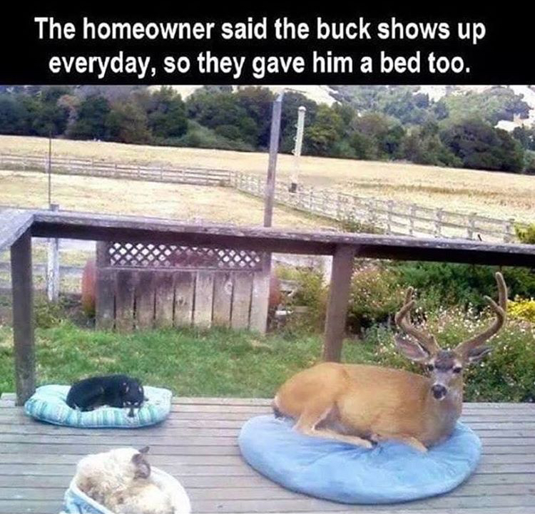 funny memes - cat dog deer - The homeowner said the buck shows up everyday, so they gave him a bed too.