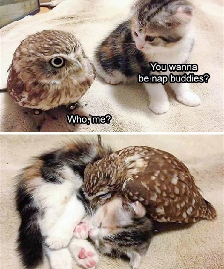 funny memes - owl and cat - You wanna be nap buddies? Who, me?