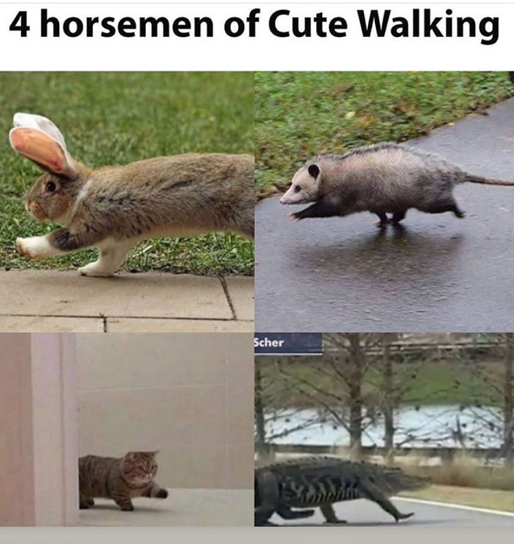 funny memes - sassy rabbit - 4 horsemen of Cute Walking Scher