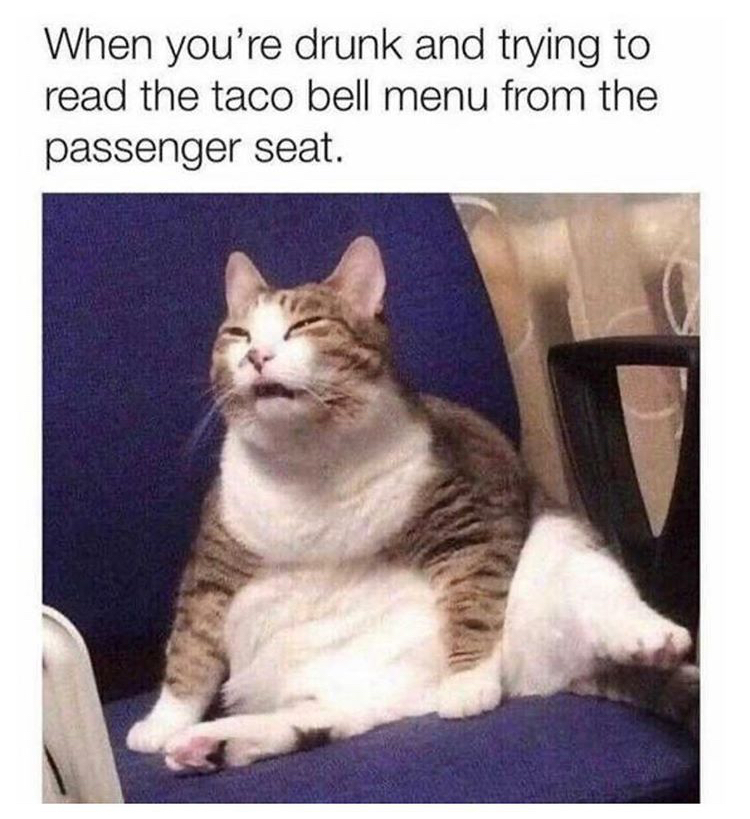 drunk cat meme - When you're drunk and trying to read the taco bell menu from the passenger seat.