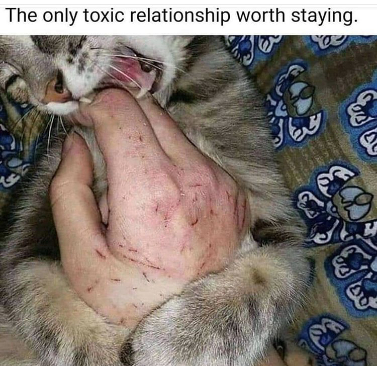 cat scratching hand - The only toxic relationship worth staying.