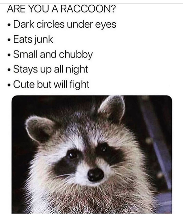 dark circles under eyes meme - Are You A Raccoon? Dark circles under eyes Eats junk Small and chubby Stays up all night . Cute but will fight
