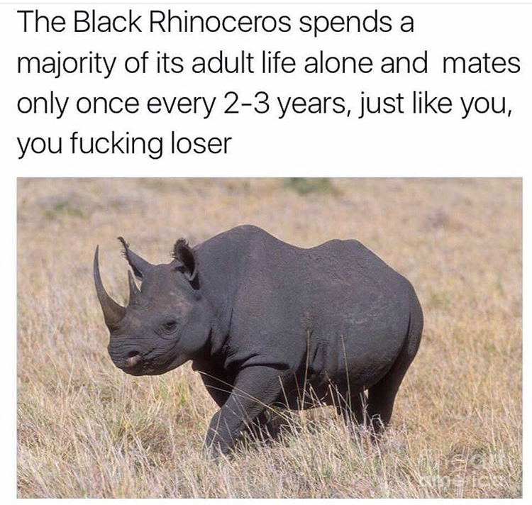 black rhinoceros meme - The Black Rhinoceros spends a majority of its adult life alone and mates only once every 23 years, just you, you fucking loser ea Sic