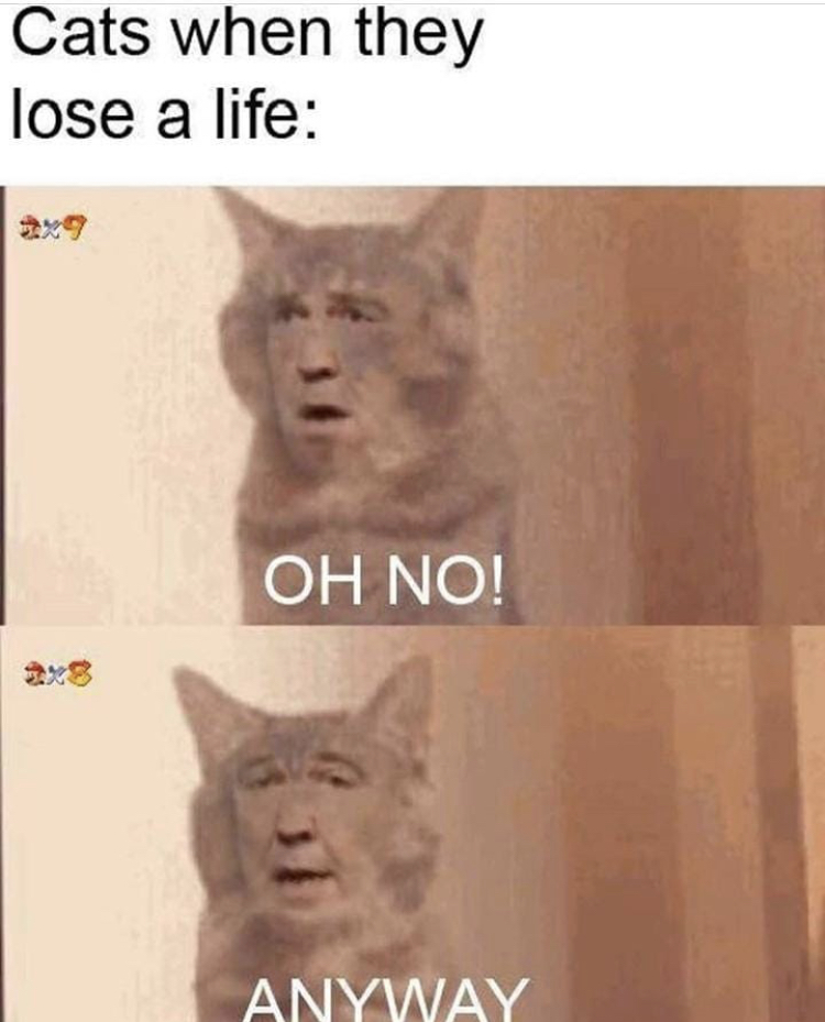 cat - Cats when they lose a life Oh No! Anyway