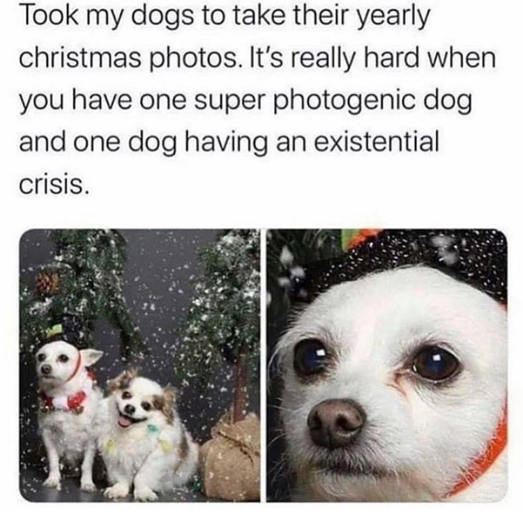 doggo memes - Took my dogs to take their yearly christmas photos. It's really hard when you have one super photogenic dog and one dog having an existential crisis.