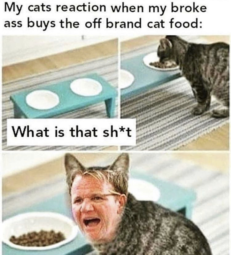 gordon ramsay cat meme - My cats reaction when my broke buys the off brand cat food What is that sht