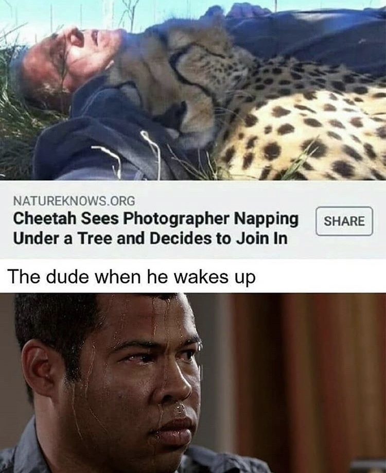cheetah photographer nap - Natureknows.Org Cheetah Sees Photographer Napping Under a Tree and Decides to Join In The dude when he wakes up