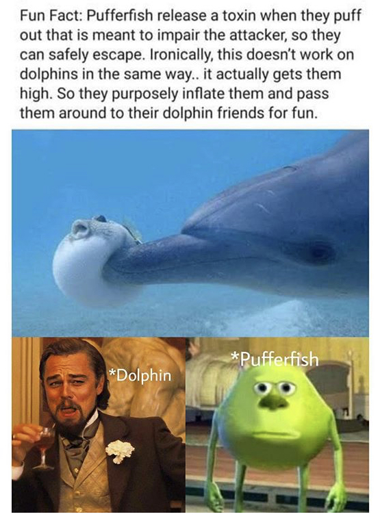 fauna - Fun Fact Pufferfish release a toxin when they puff out that is meant to impair the attacker, so they can safely escape. Ironically, this doesn't work on dolphins in the same way.. it actually gets them high. So they purposely inflate them and pass
