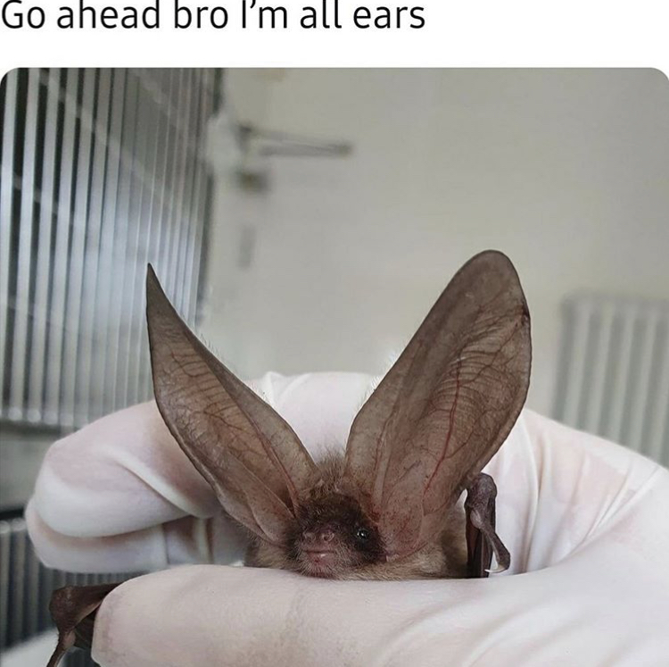 All Ears - Go ahead bro I'm all ears