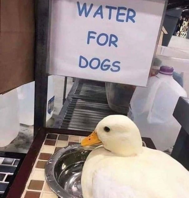 water bird - Water For Dogs I