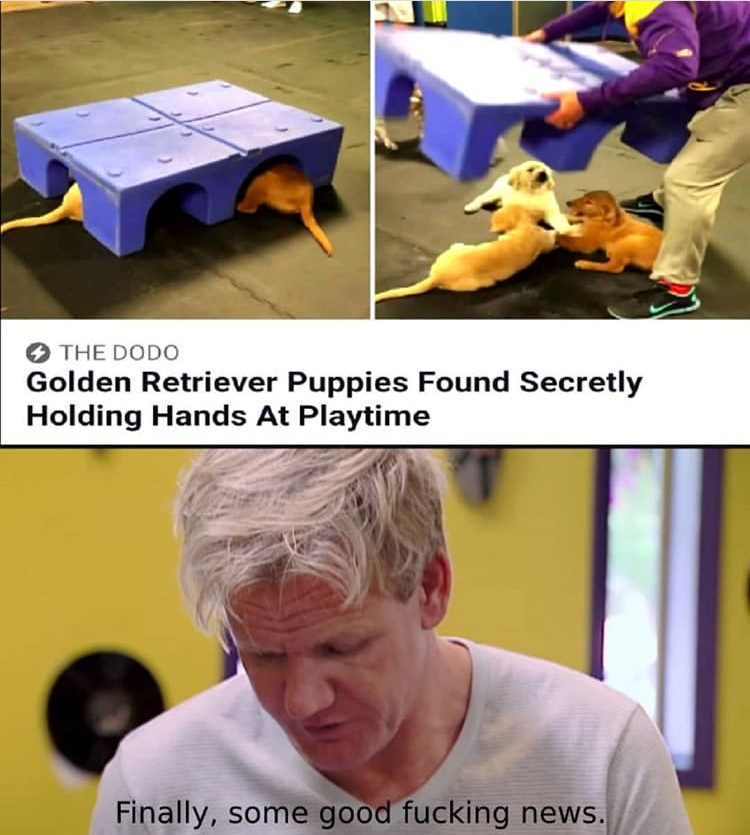 photo caption - The Dodo Golden Retriever Puppies Found Secretly Holding Hands At Playtime Finally, some good fucking news.
