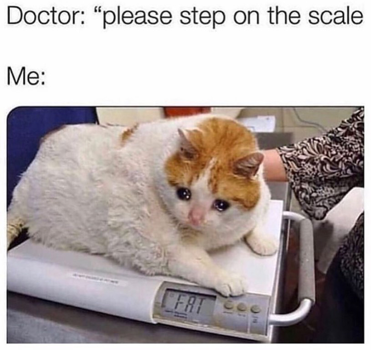 sad fat cat meme - Doctor "please step on the scale Me