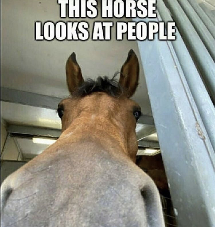 fail - This Horse Looks At People