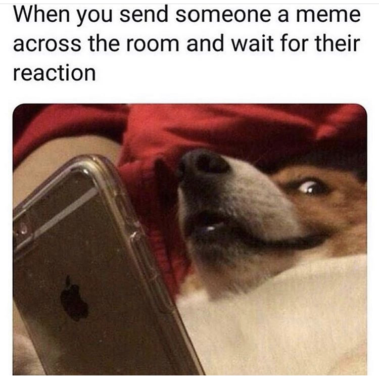 you send someone a meme - When you send someone a meme across the room and wait for their reaction