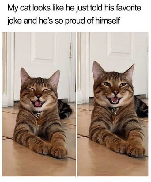 cat memes - My cat looks he just told his favorite joke and he's so proud of himself