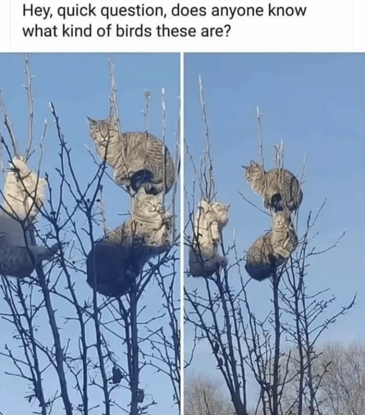 funny cats in a tree - Hey, quick question, does anyone know what kind of birds these are?