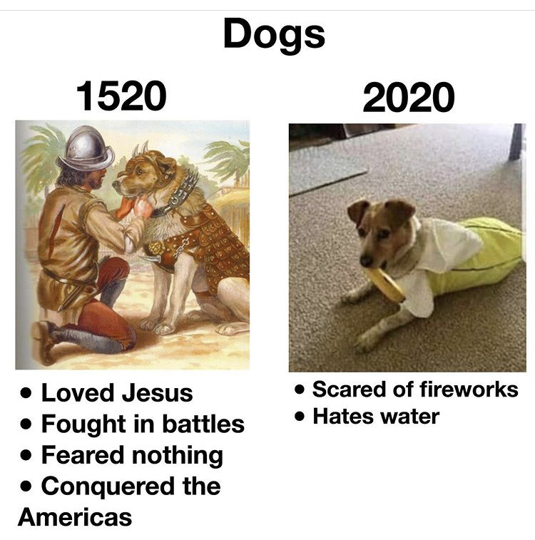 armor useless meme - Dogs 1520 2020 Scared of fireworks Hates water Loved Jesus Fought in battles Feared nothing Conquered the Americas