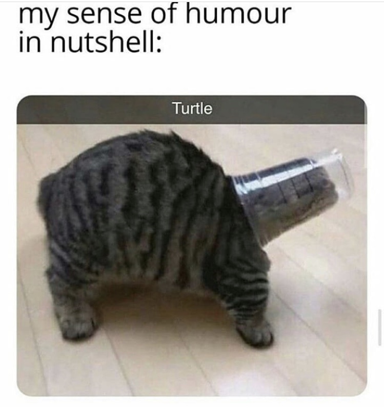kittisaurus lulu tail - my sense of humour in nutshell Turtle