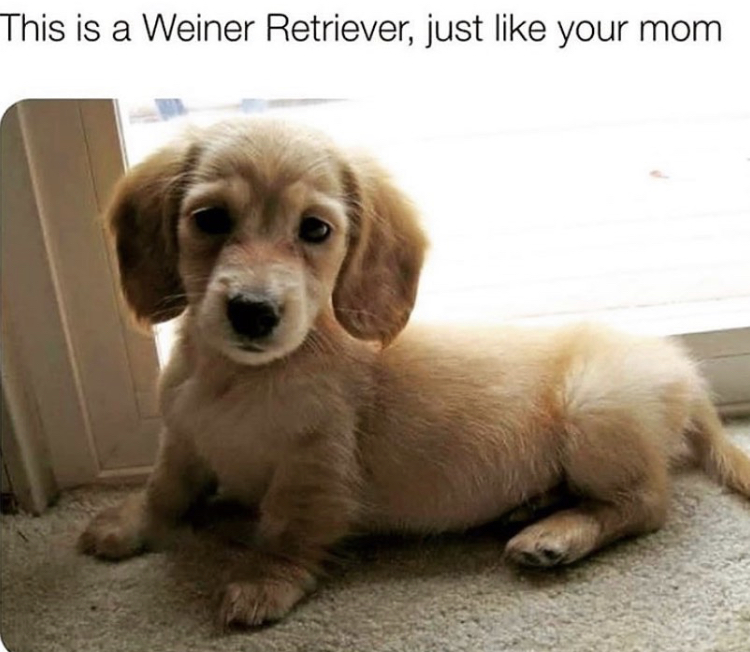 golden retriever dachshund mix - This is a Weiner Retriever, just your mom