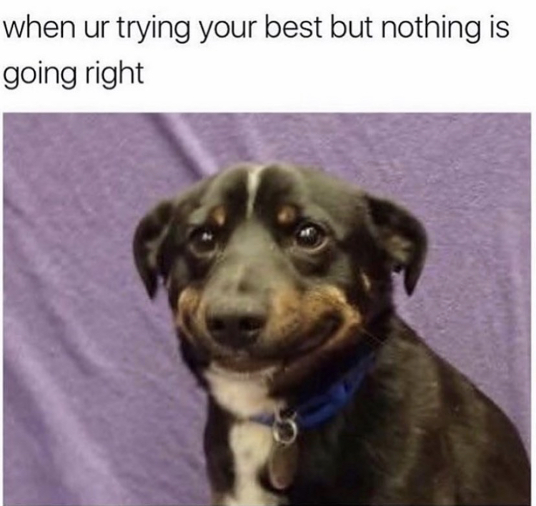 sad animal meme - when ur trying your best but nothing is going right