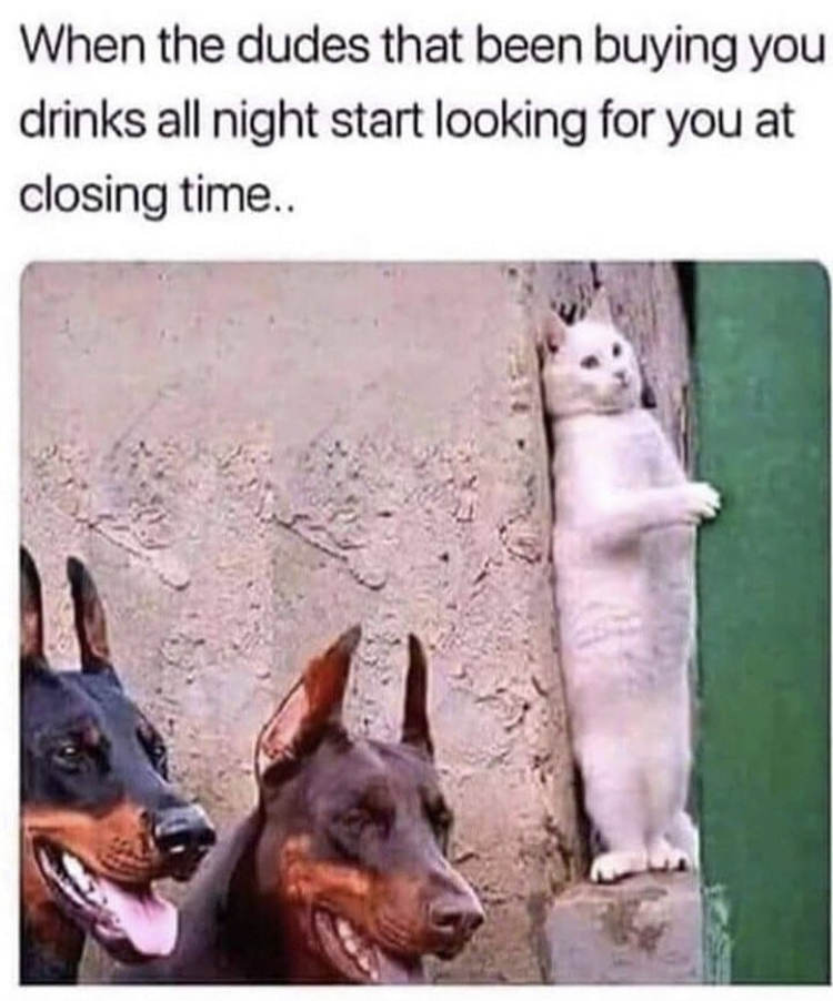 cat hiding from dobermans meme - When the dudes that been buying you drinks all night start looking for you at closing time..