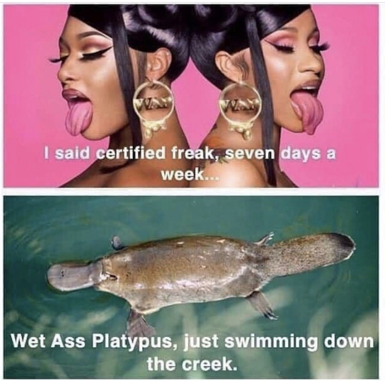 cardi b wap feat megan thee stallion spotify - I said certified freak, seven days a week... Wet Ass Platypus, just swimming down the creek.