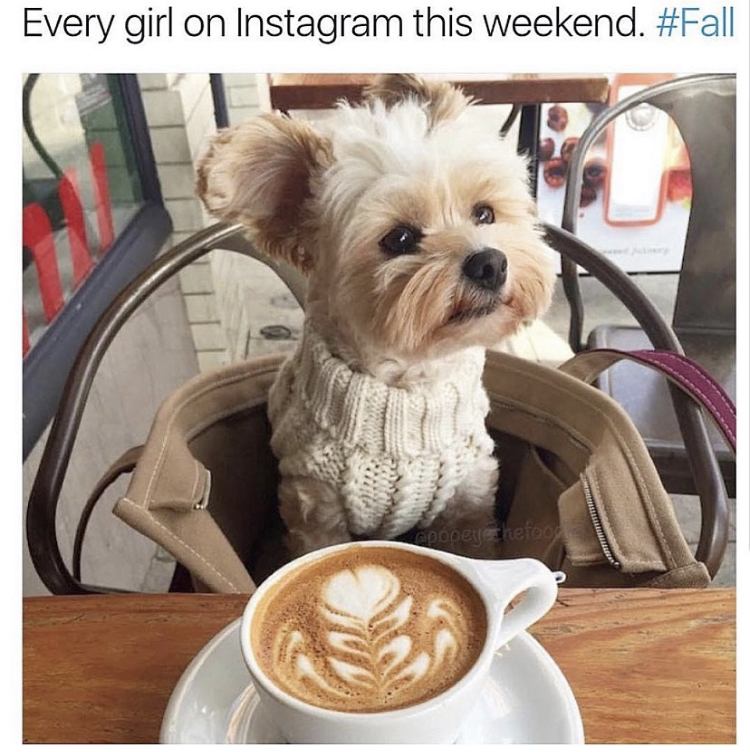 yorkshire terrier - Every girl on Instagram this weekend.