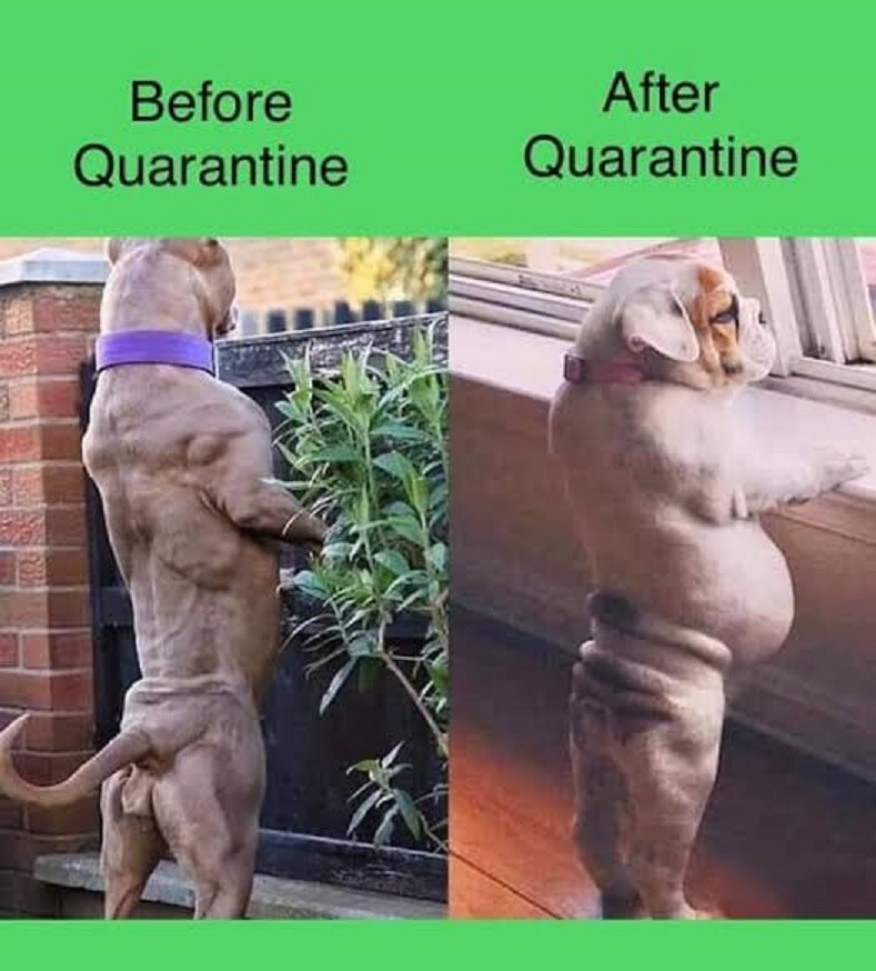 before after quarantine meme - Before Quarantine After Quarantine