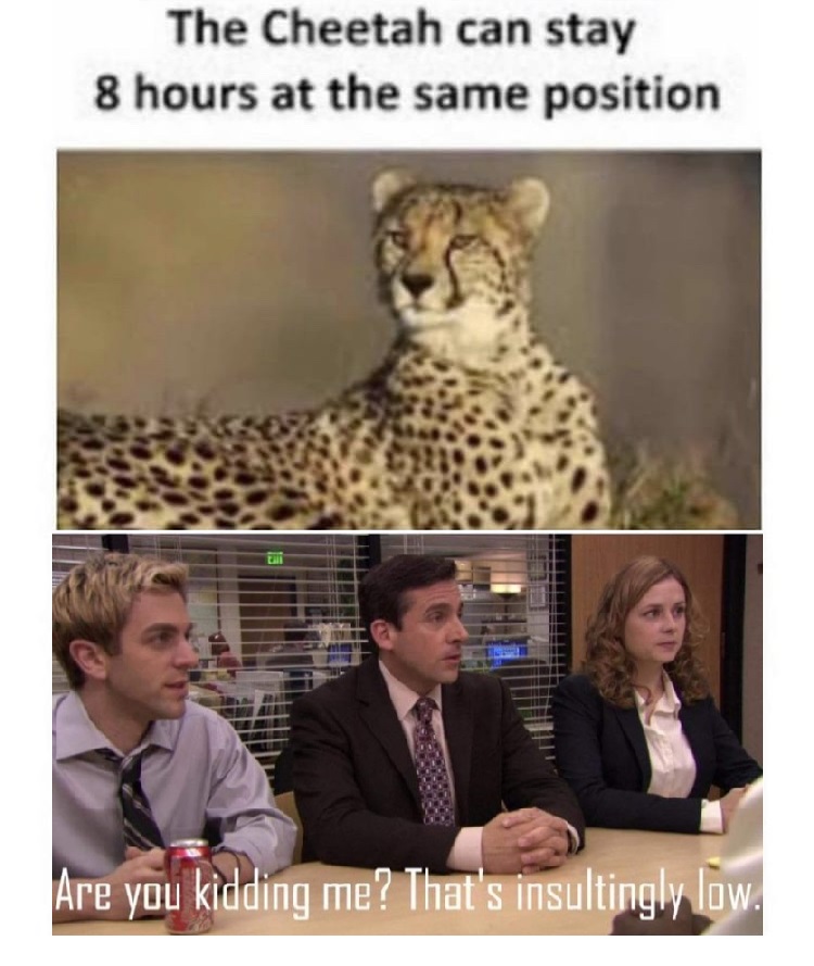 that's insultingly low meme - The Cheetah can stay 8 hours at the same position ma Are you kidding me? That's insultingly low.