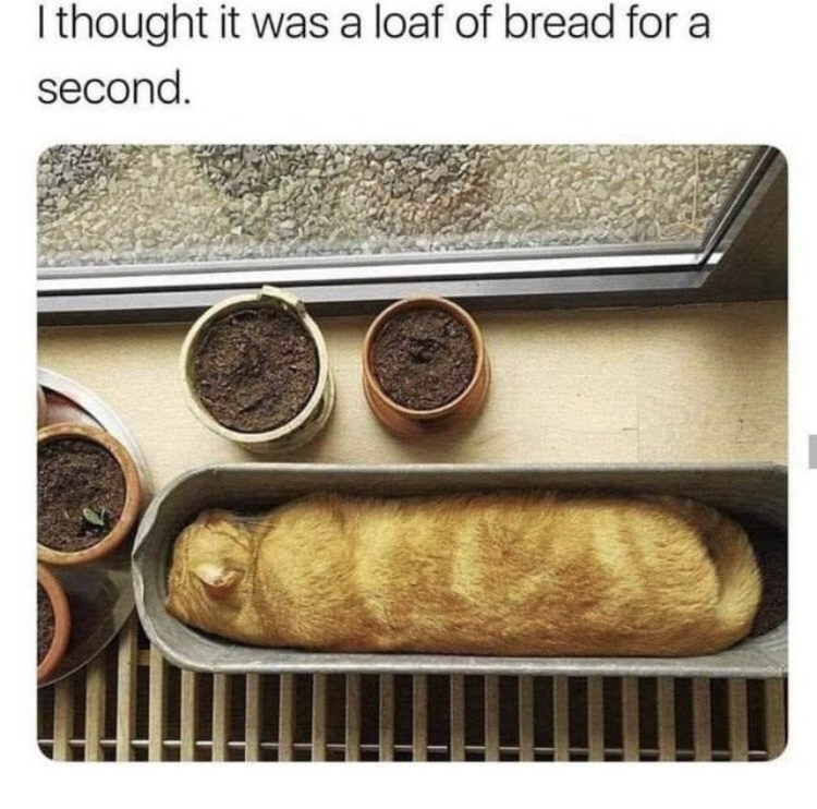 baguette cat - I thought it was a loaf of bread for a second.