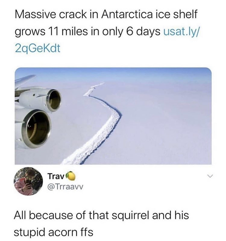 damn squirrel meme - Massive crack in Antarctica ice shelf grows 11 miles in only 6 days usat.ly 2qGeKdt Trav All because of that squirrel and his stupid acorn ffs