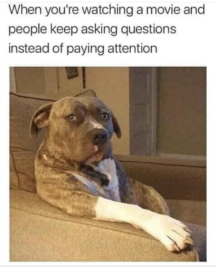 funny memes - you re watching a movie dog - When you're watching a movie and people keep asking questions instead of paying attention