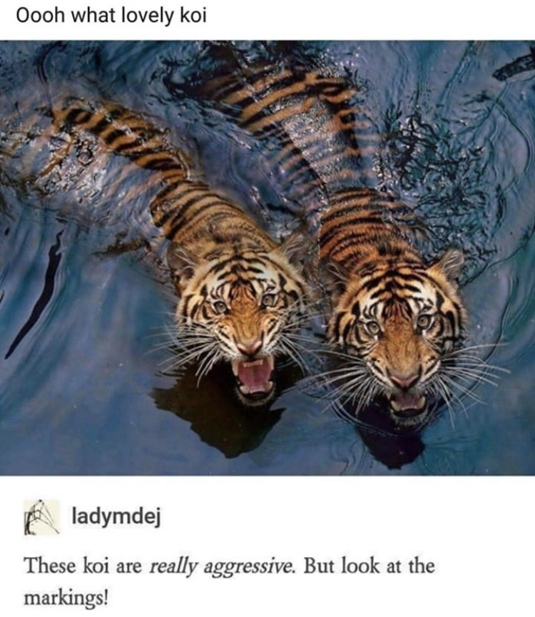 funny memes - tigers underwater - Oooh what lovely koi ladymdej These koi are really aggressive. But look at the markings!