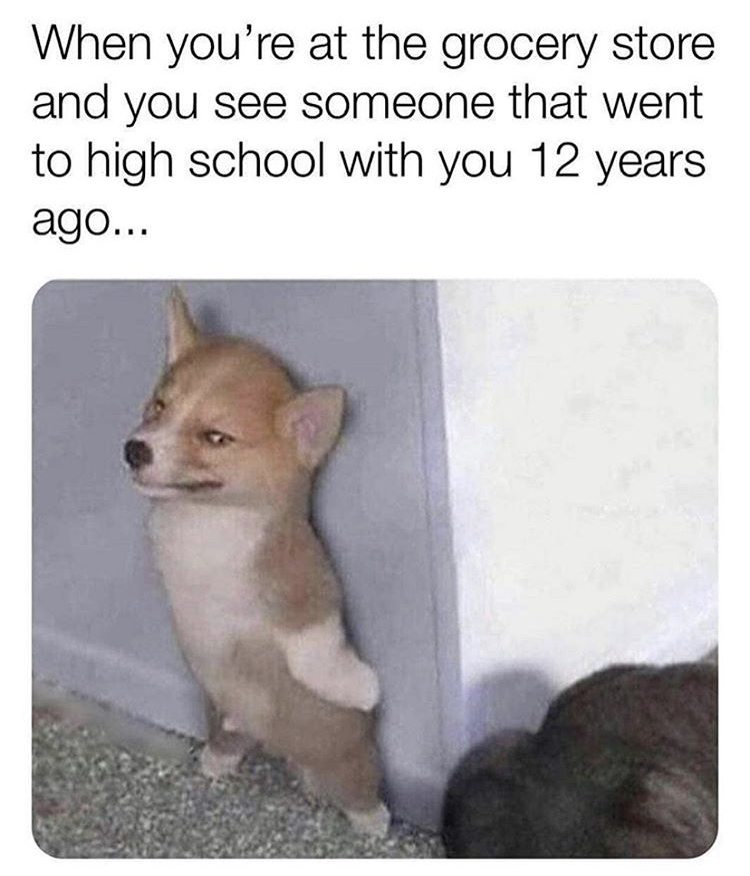 random memes - spy animal funny - When you're at the grocery store and you see someone that went to high school with you 12 years ago...
