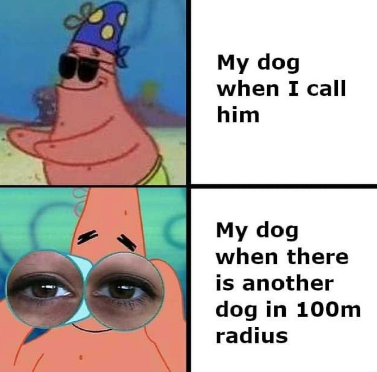 funny memes - parents grades meme - My dog when I call him My dog when there is another dog in 100m radius