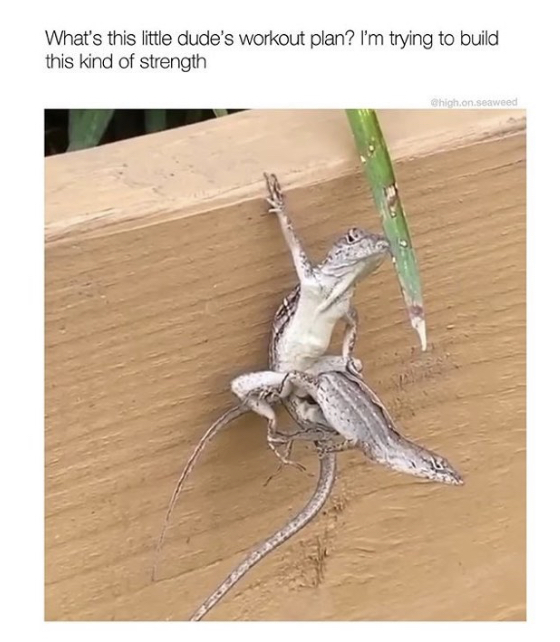 funny memes - lizard cliffhanger - What's this little dude's workout plan? I'm trying to build this kind of strength Chigh.on seaweed